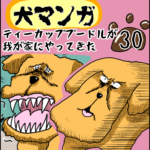 犬マンガ３０ティーカッププードルが我が家にやってきた